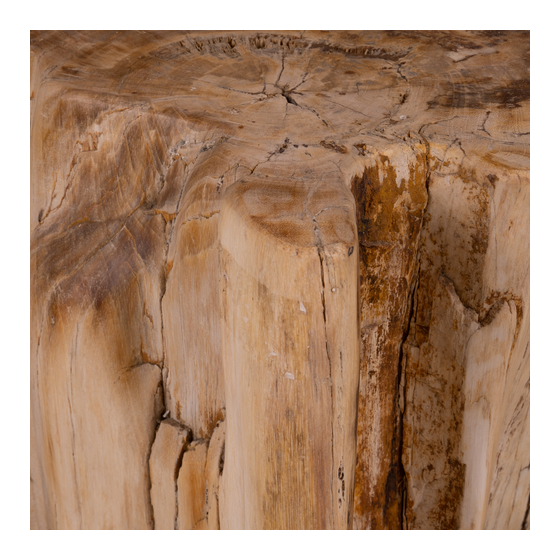 Stam versteend hout 58kg sideview
